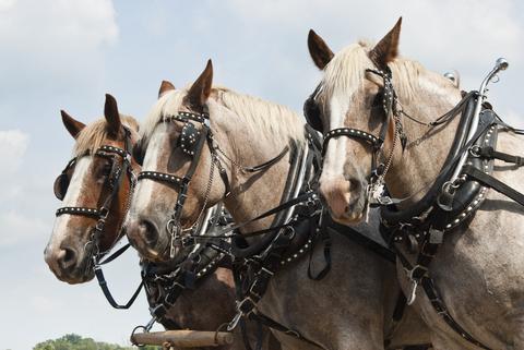 Front view of three white draught horses, harnessed as a team.