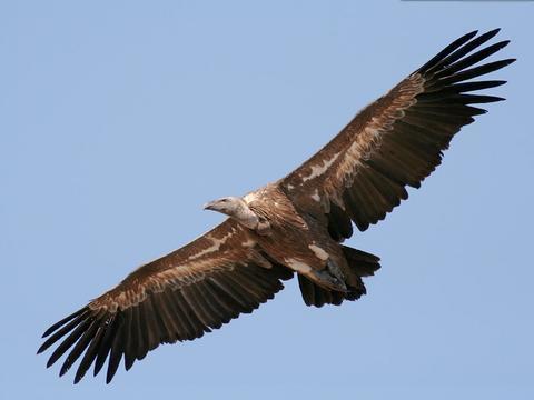 Vulture soaring against a blue sky