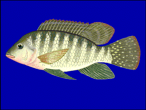 Colour illustration of this striped fish with its long dorsal fin