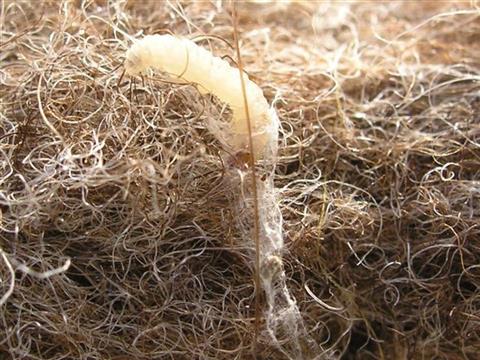 White caterpillar amidst felt fibes