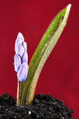 Rain splashed shoot of a bulb with blue flower spike, against a red background