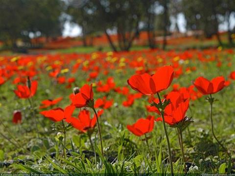 Red flowered anemones blanket a hillside dotted with trees