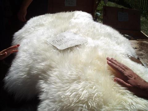 White sheepskin with a sale lable on it and a hand touching itry and stoney wasteground