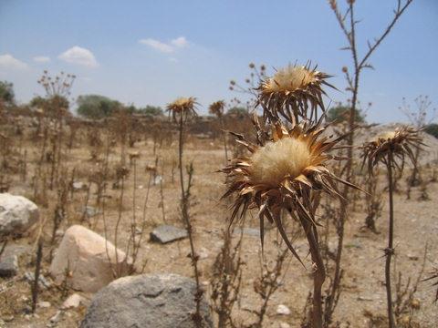 Group of thistle seedheads set amidst dry and stoney wasteground
